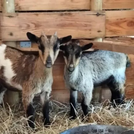 New - Jennifer Piscine Et Dom wakacyjny