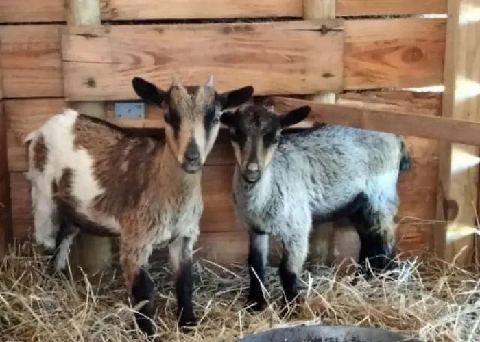 New - Jennifer Piscine Et Hébergement de vacances